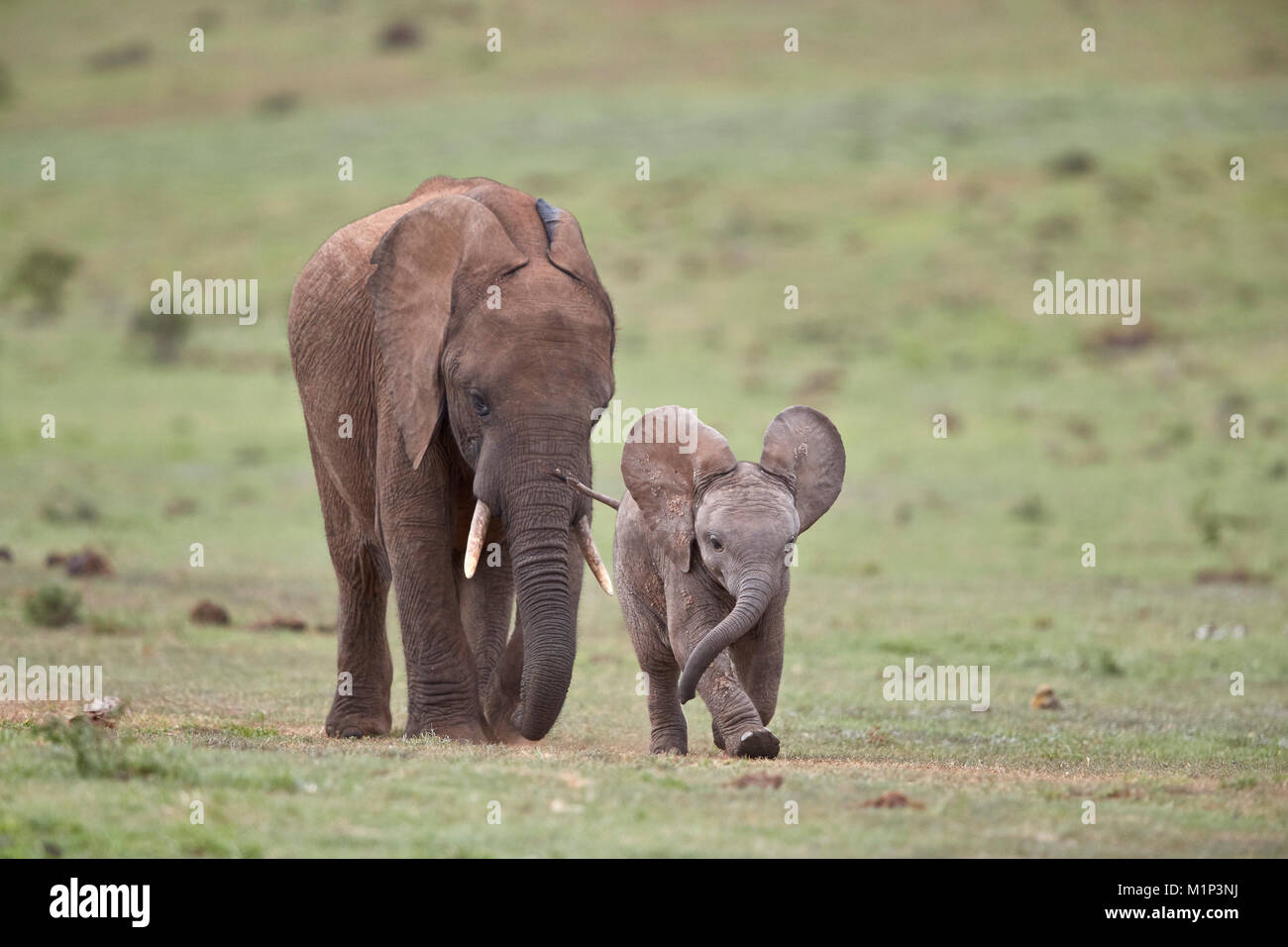 African Elephant (Loxodonta africana) mother and young, Addo Elephant National Park, South Africa, Africa Stock Photo