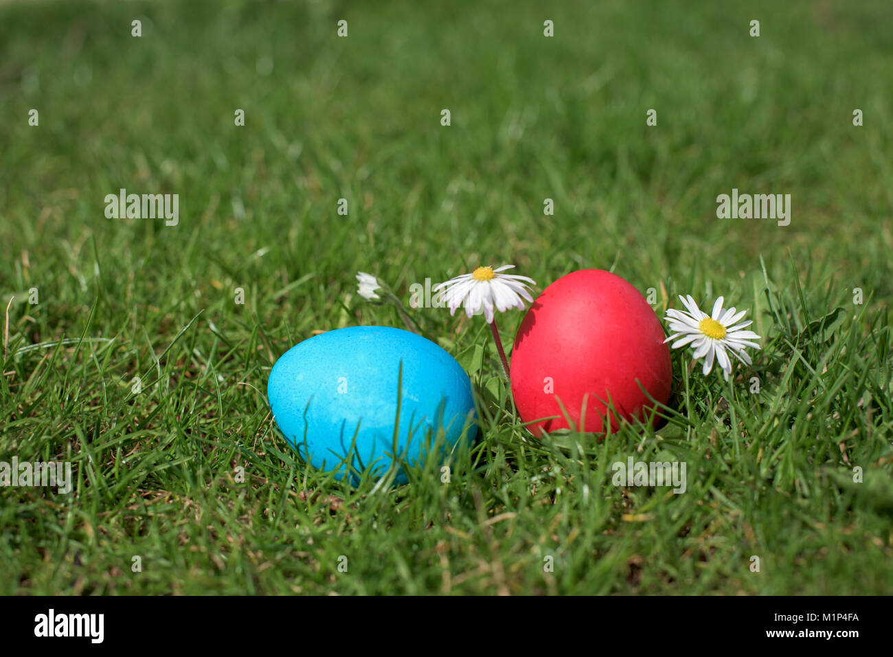 Blue and red hen easter eggs in a garden Stock Photo