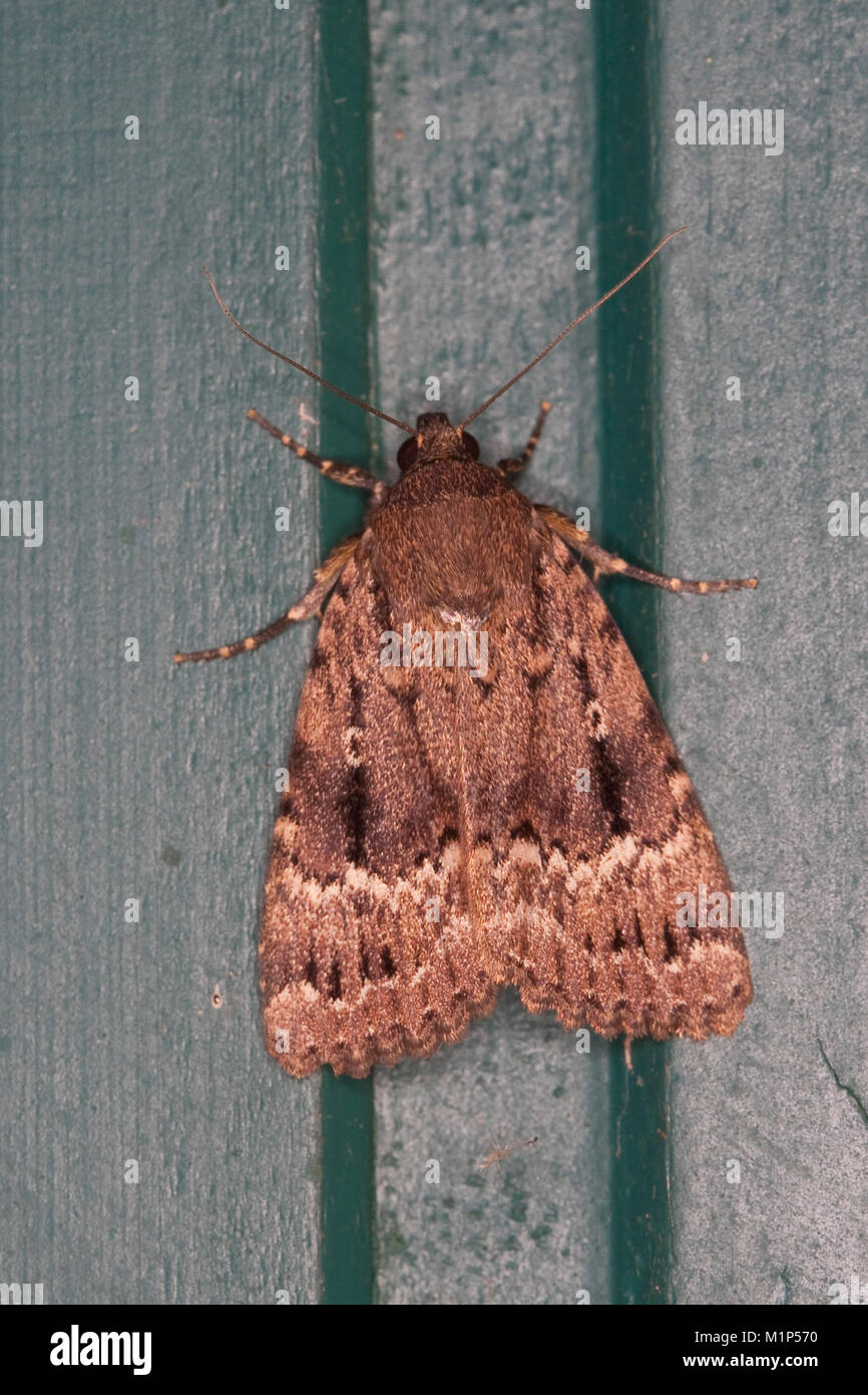 Pyramideneule, Pyramiden-Eule, Amphipyra pyramidea, Copper Underwing, Humped Green Fruitworm, Pyramidal Green Fruitworm, Eulenfalter, Noctuidae Stock Photo