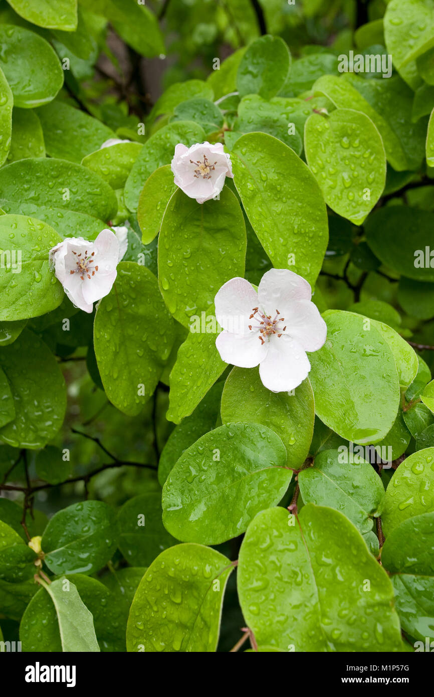 Echte Quitte, Blüten, Cydonia oblonga, Quince, Cognassier Stock Photo