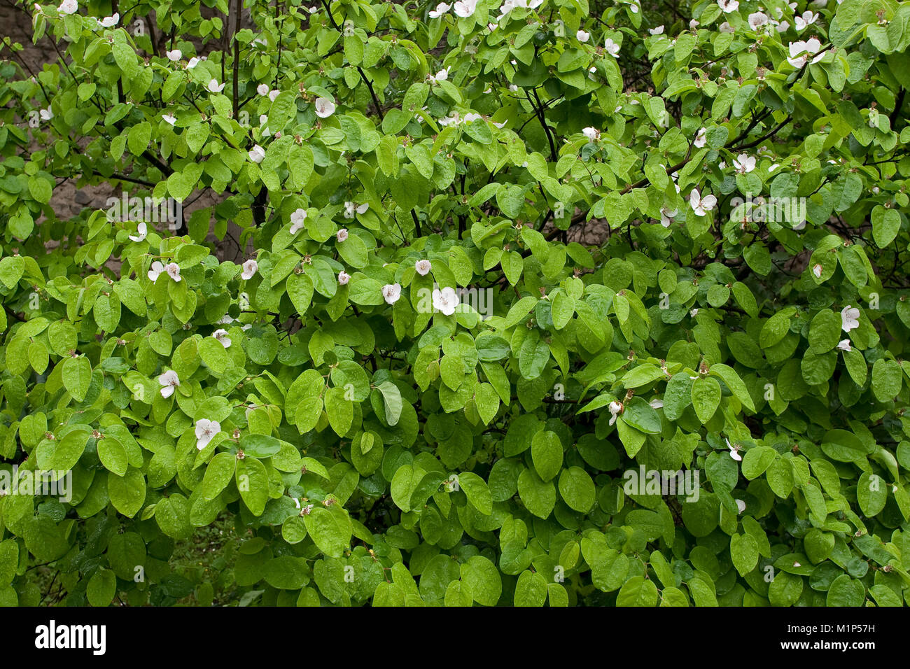 Echte Quitte, Blüten, Cydonia oblonga, Quince, Cognassier Stock Photo