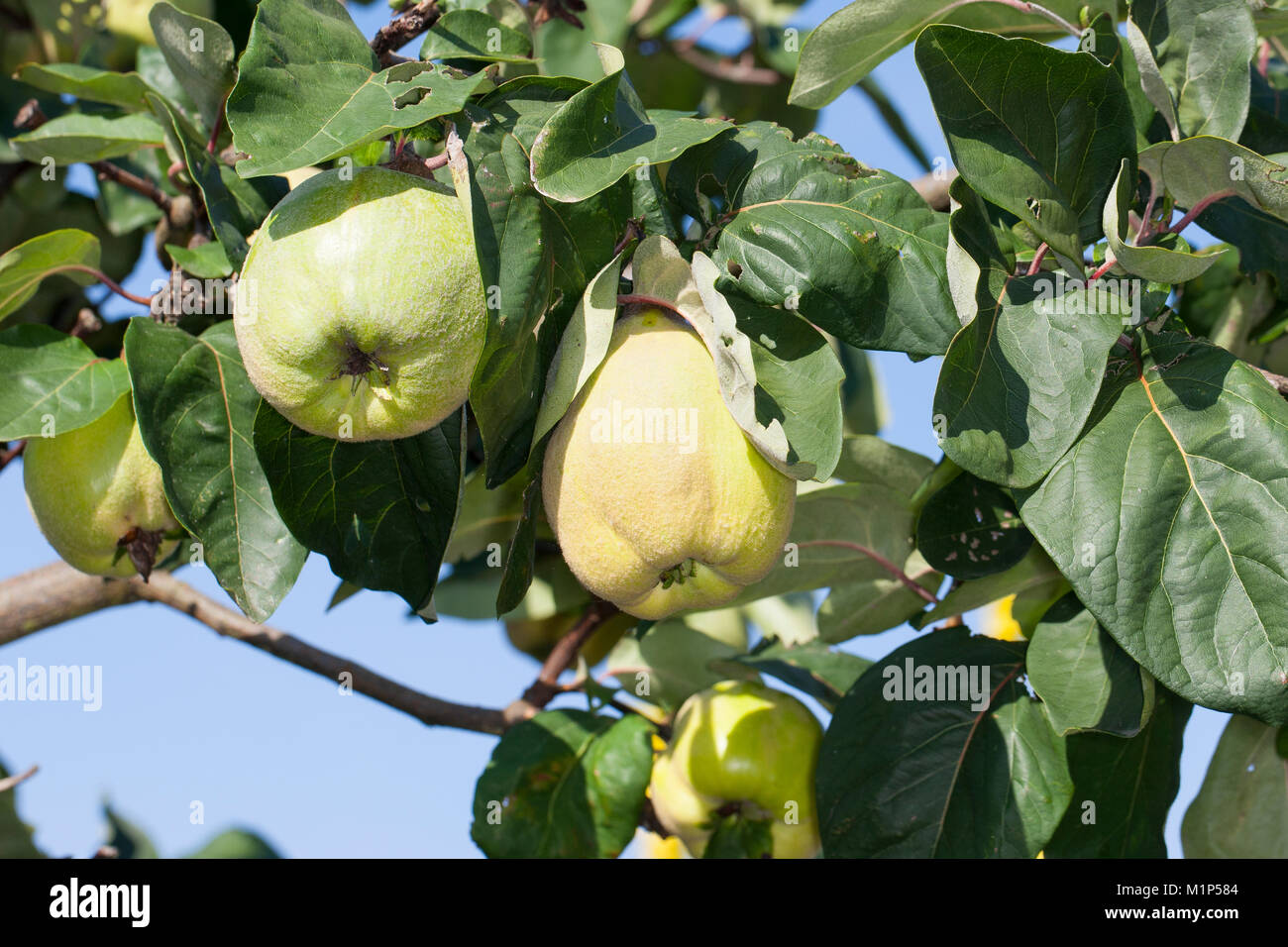 Echte Quitte, Frucht, Früchte, Cydonia oblonga, Quince, fruit, Cognassier Stock Photo