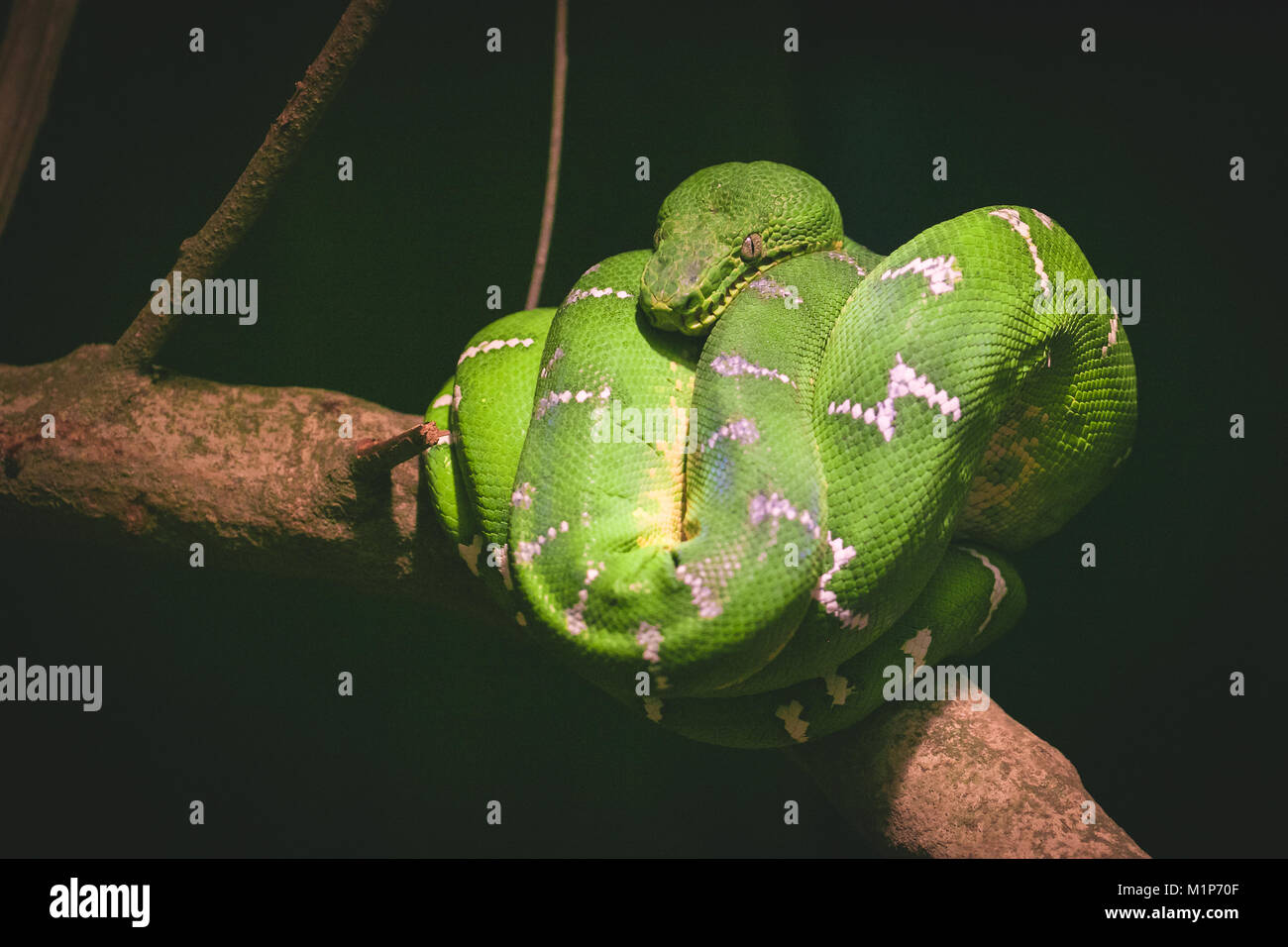 Close up image of a green tree boa wrapped around a branch Stock Photo