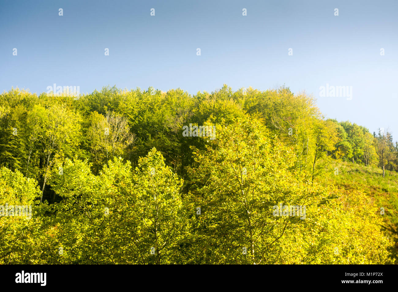 Trees in Autumn, Matxinbenta, Gipuzkoa province, Basque Country, Spain, Stock Photo