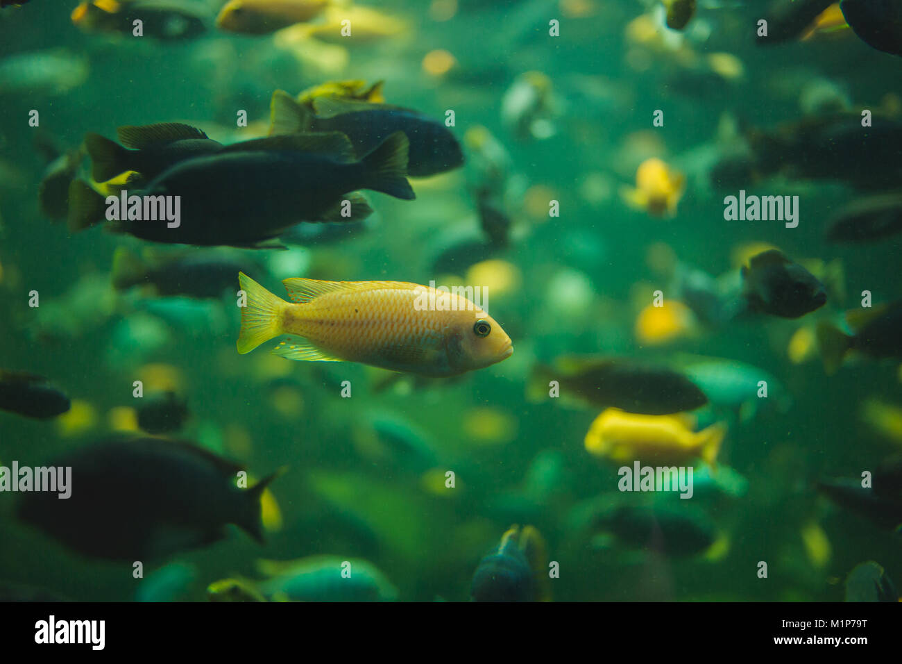 Close up view of a school of malawi cichlid in an aquarium Stock Photo