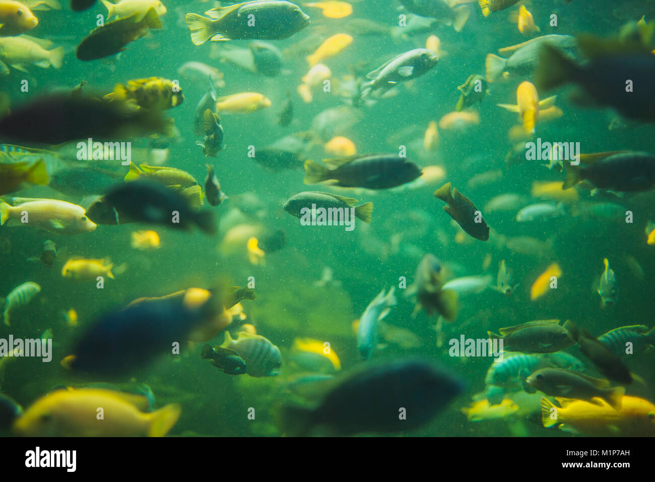 Close up view of a school of malawi cichlid in an aquarium Stock Photo