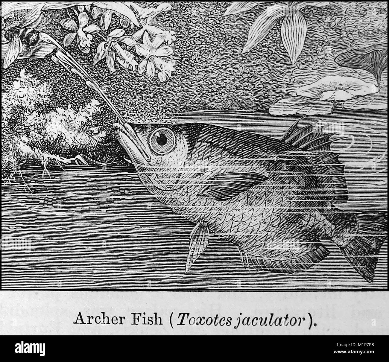 An 1889 illustration from Chamber's Encyclopedia - illustration of an ARCHER FISH aka ARCHER FISH, SPITTING FISH   or SPINNER FISH (Taxotes jaculator) Stock Photo
