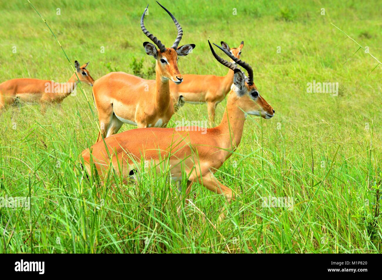 Bushbock Antilopes in Nogorongoro Crater, Tanzania, Wildlife Stock Photo