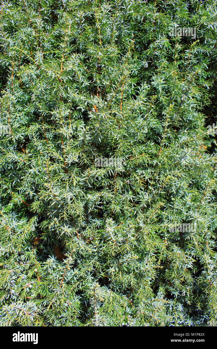 common juniper (Juniperus communis) as a background texture Stock Photo