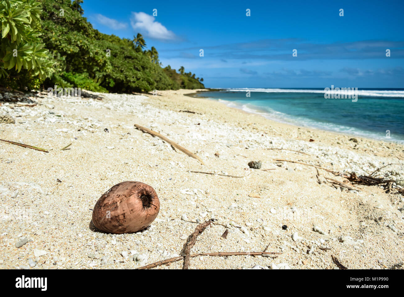 Coconut on a white sand tropical beach with blue sky Stock Photo