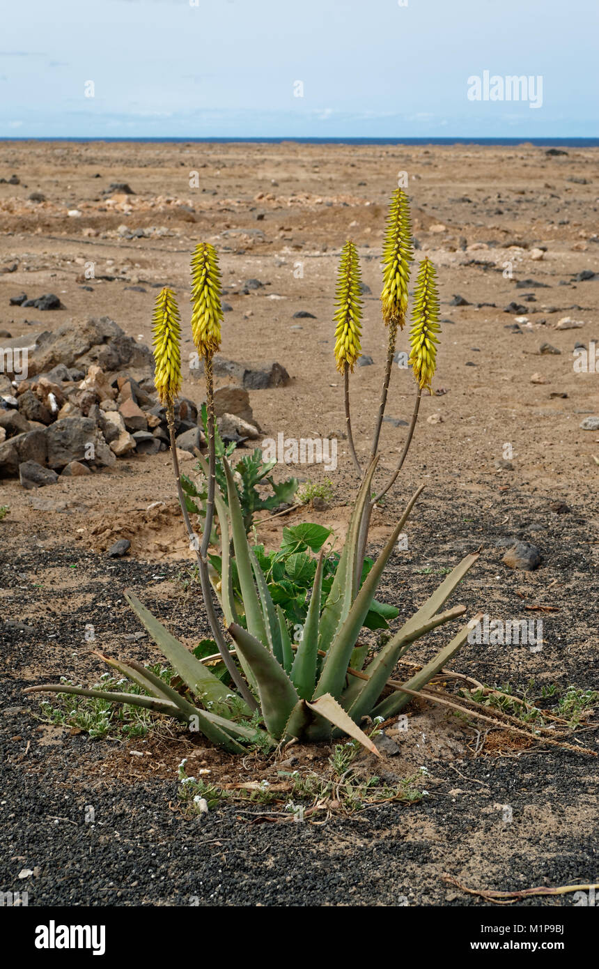 Aloe Vera plant bush on Sal, Cape Verde Stock Photo