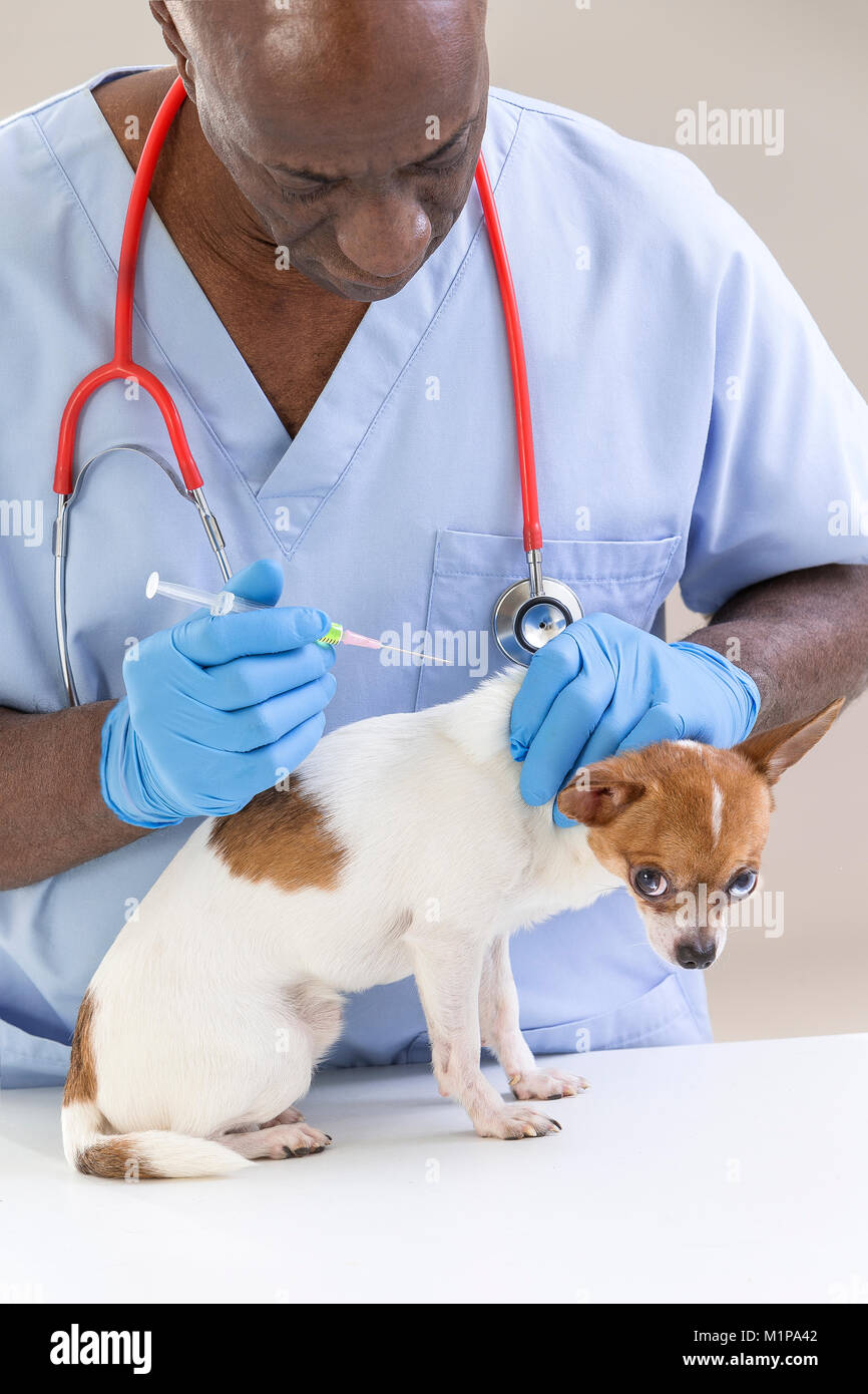 Vet giving an injection to a Chihuahua in front of white a background Stock Photo