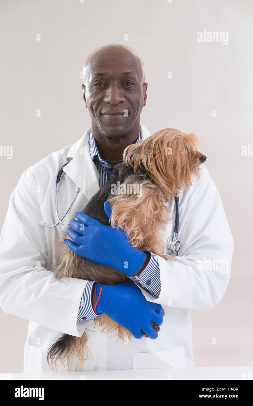 portrait of a happy veterinarian and Yorkshire terrier on white background Stock Photo