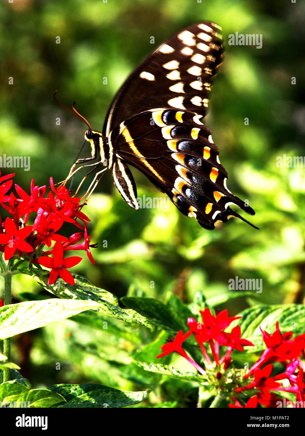 Swallowtail butterfly gathering nectar from red flower in butterfly garden. Stock Photo