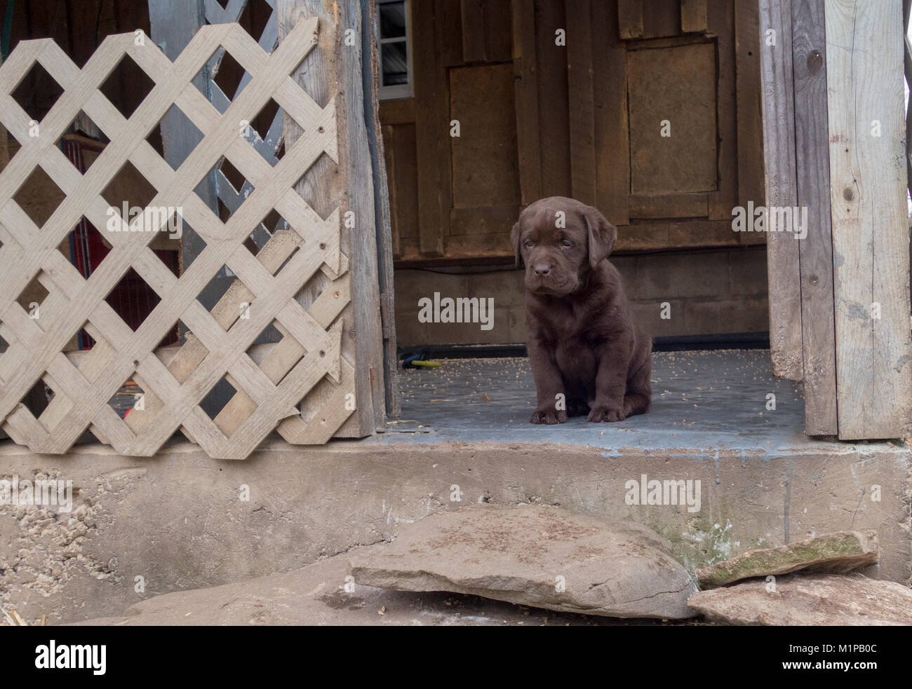 Lone cute six week old chocolate Labrador puppy dog sites looking out at camera Stock Photo