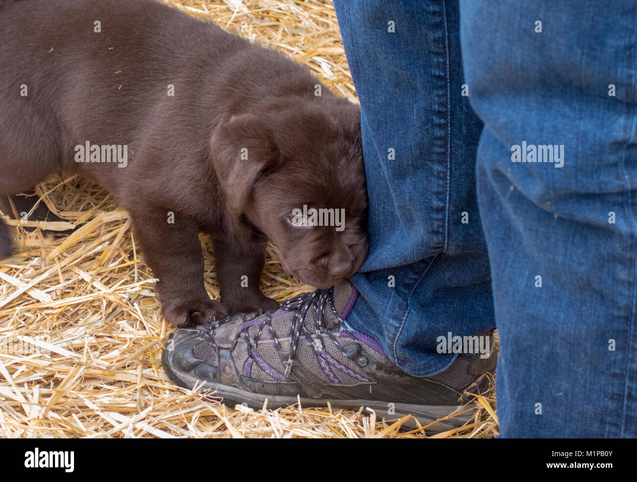 Cute adorable six week old chocolate labrador puppy dog chews on a person's shoe and pant leg being naughty Stock Photo