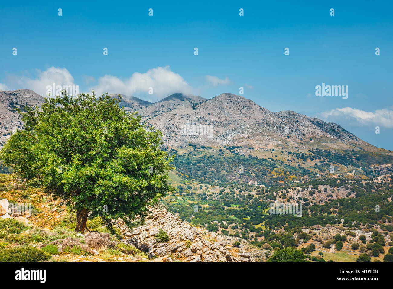 Olive fields on Crete Island in Greece, Cretan landscape Stock Photo ...
