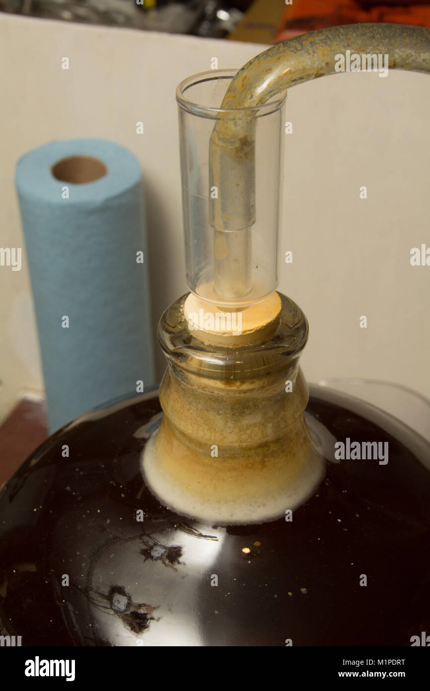 a close  up of an air lock on an amateur's carboy of fermenting beer showing the spent hops, froth and yeast Stock Photo