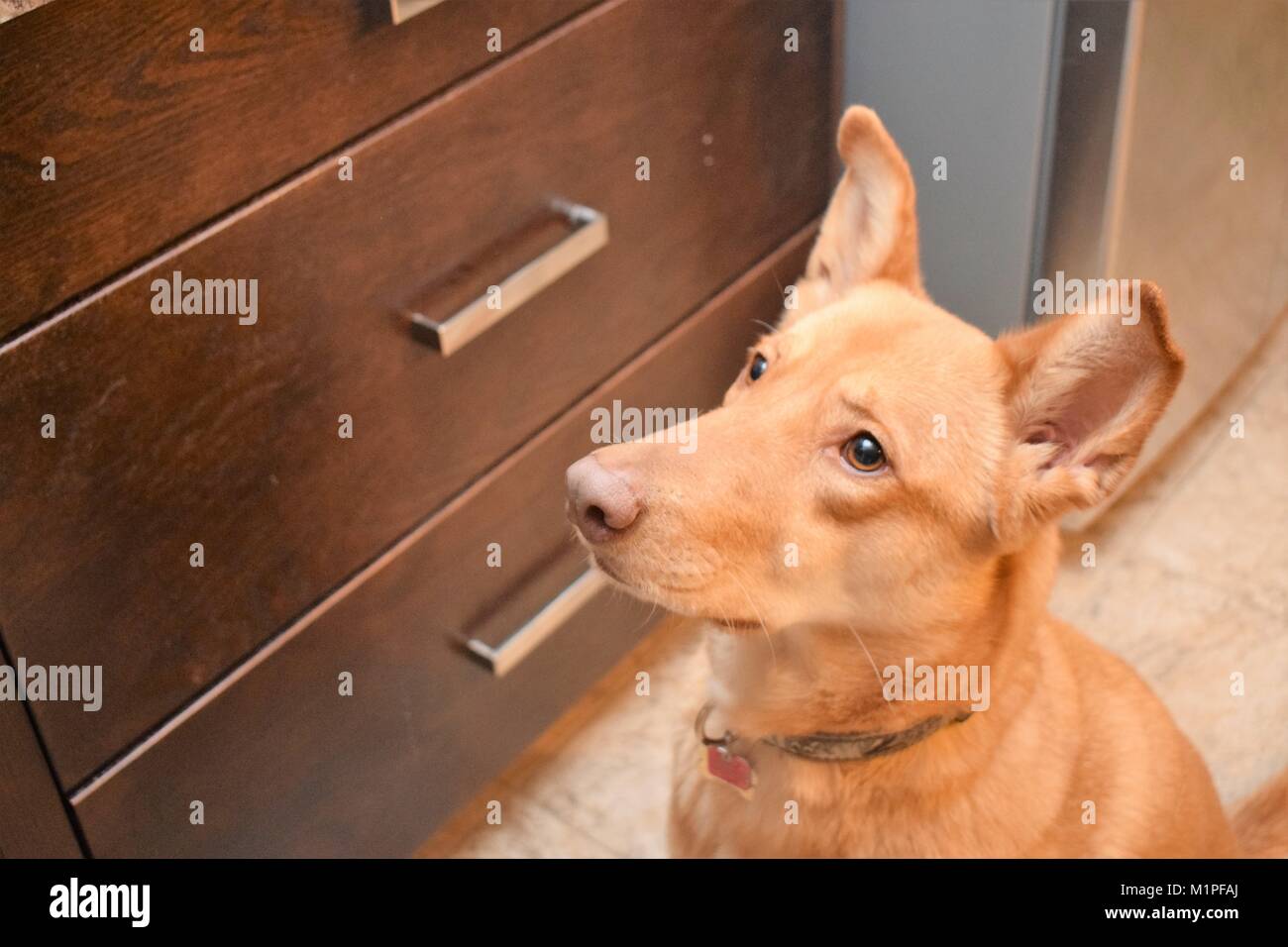 Dog waiting for treat Stock Photo