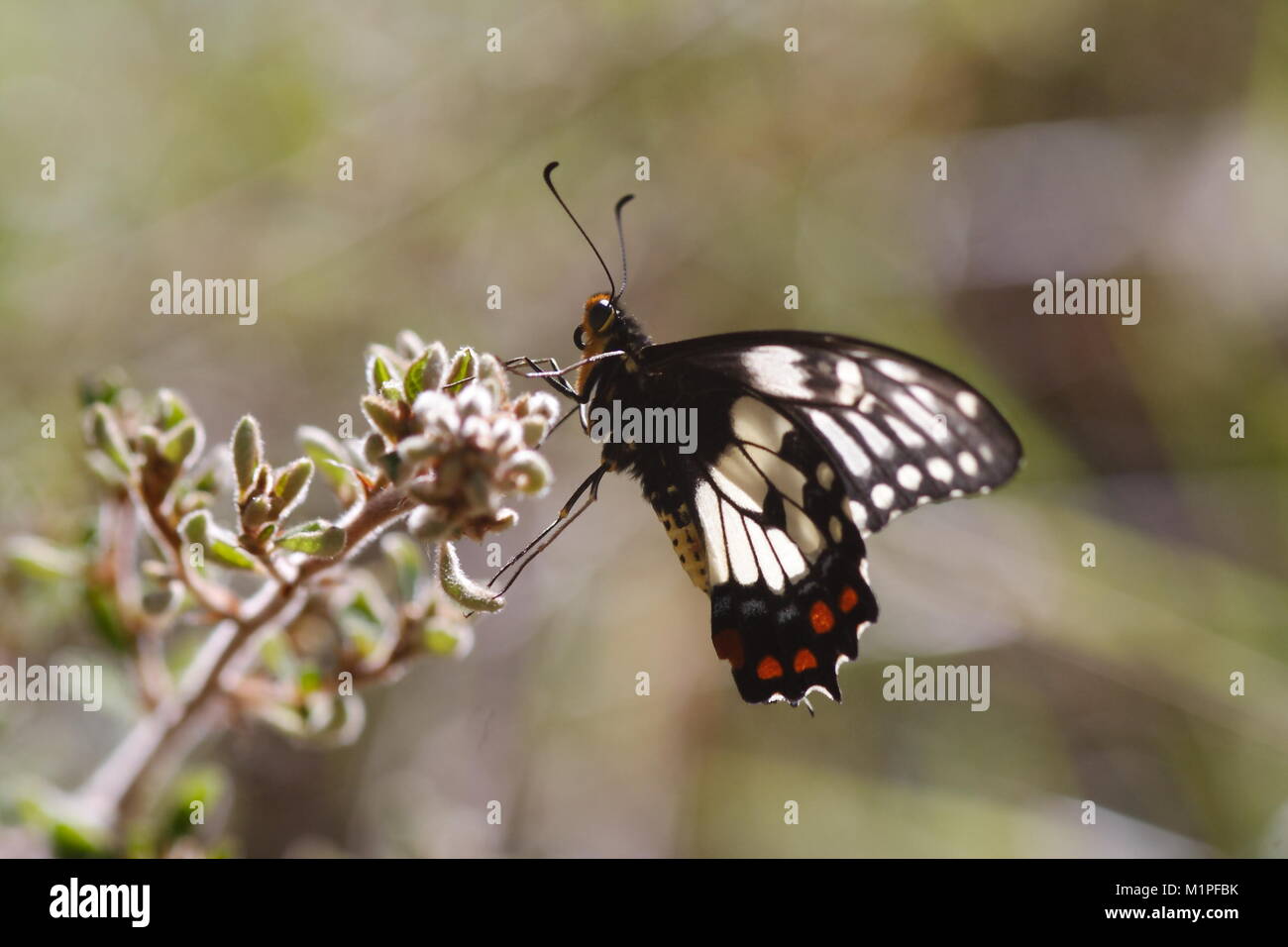 Dainty Swallowtail Butterfly 'Papilio anactus' Stock Photo