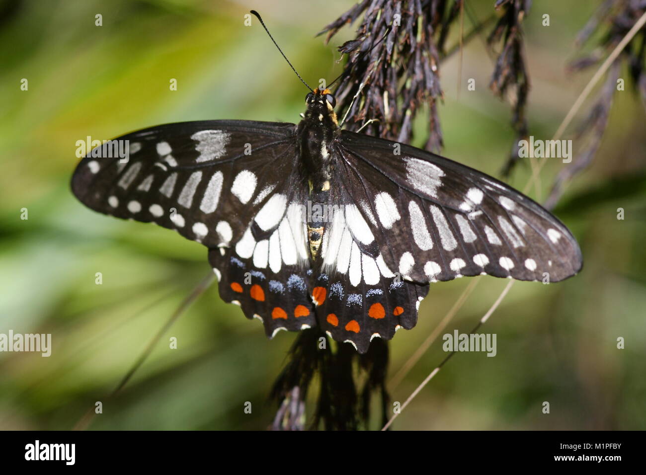 Dainty Swallowtail Butterfly, 'Papilio anactus'. Stock Photo