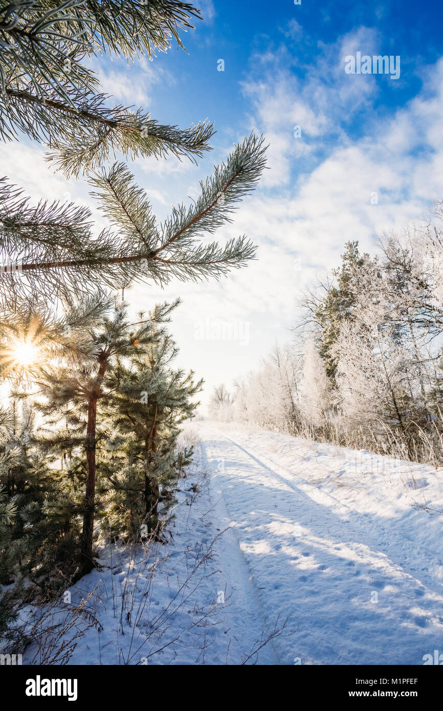 Winter snowcovered road passes through the trees and the sun shining