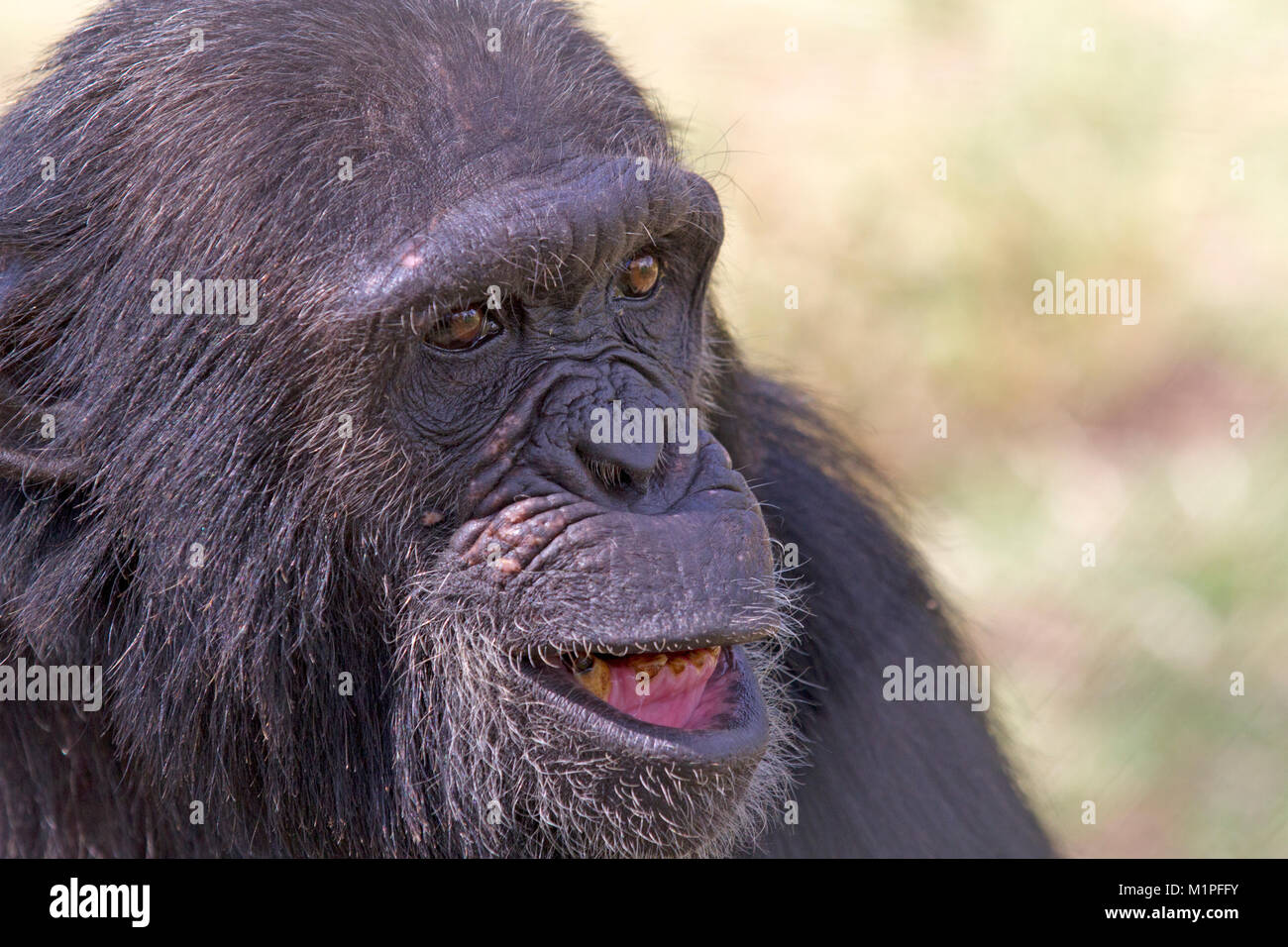 Chimpanzees in the Ol Pejeta Conservancy chimp sanctuary Stock Photo