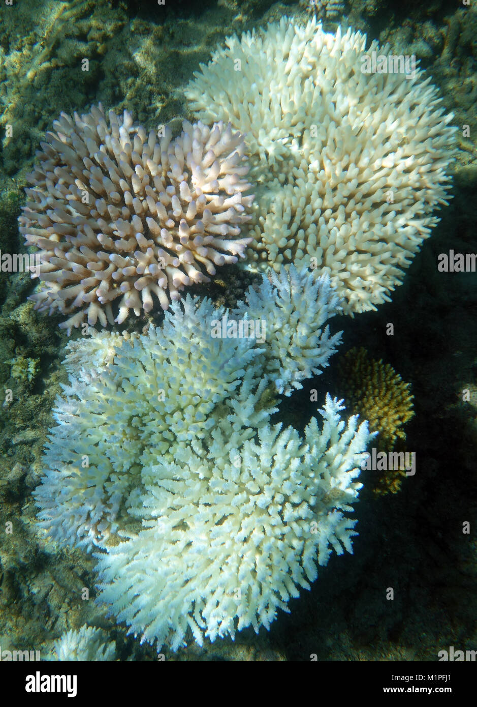 Acropora coral colonies in various stages of fluorescing and bleaching, Great Barrier Reef, March 2017 Stock Photo