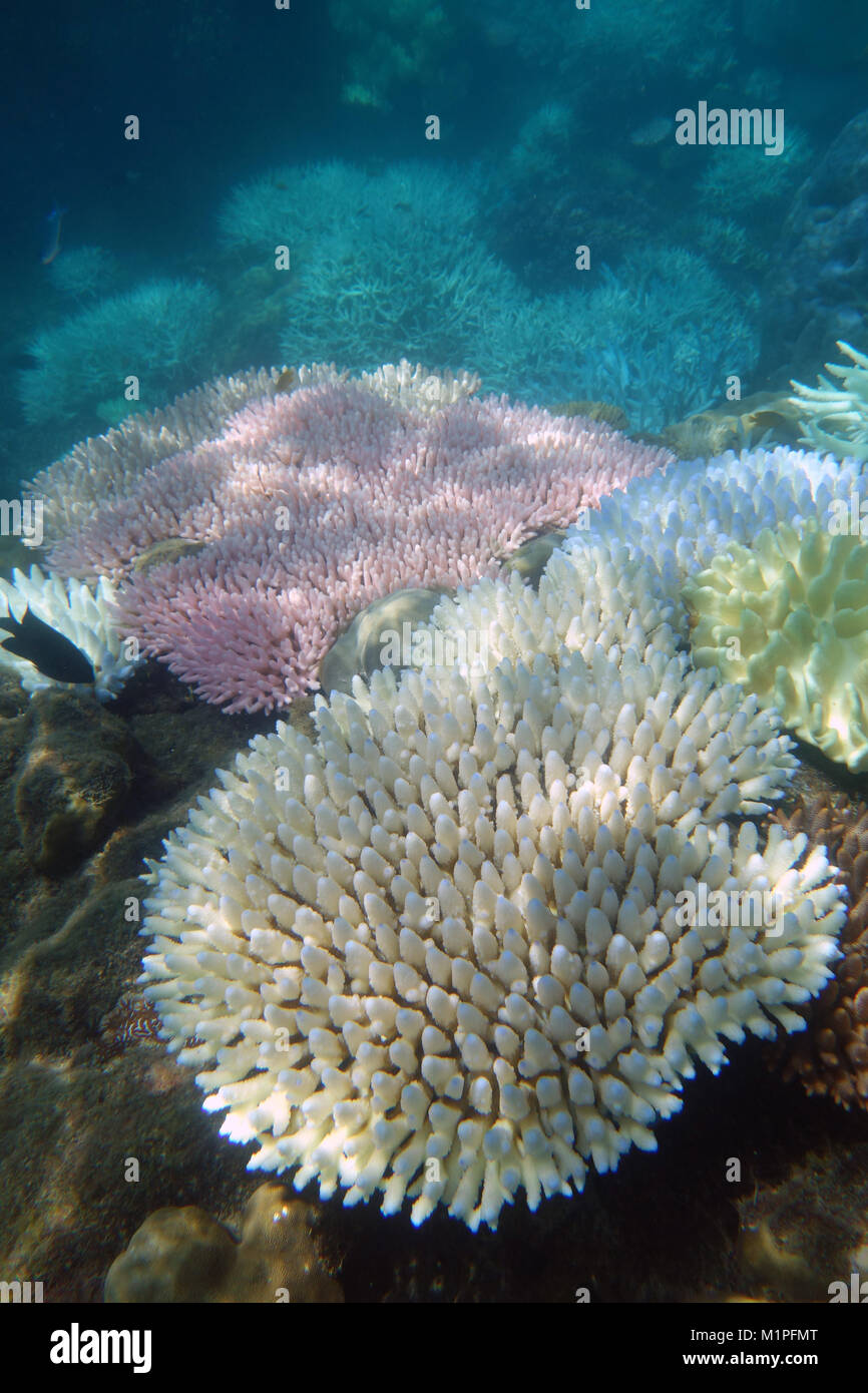 Fluorescing and bleaching corals, Great Barrier Reef, March 2017 Stock Photo