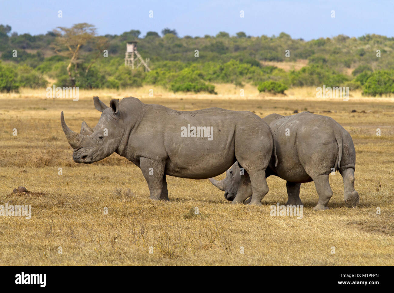 Rhinos at Solio Ranch Stock Photo
