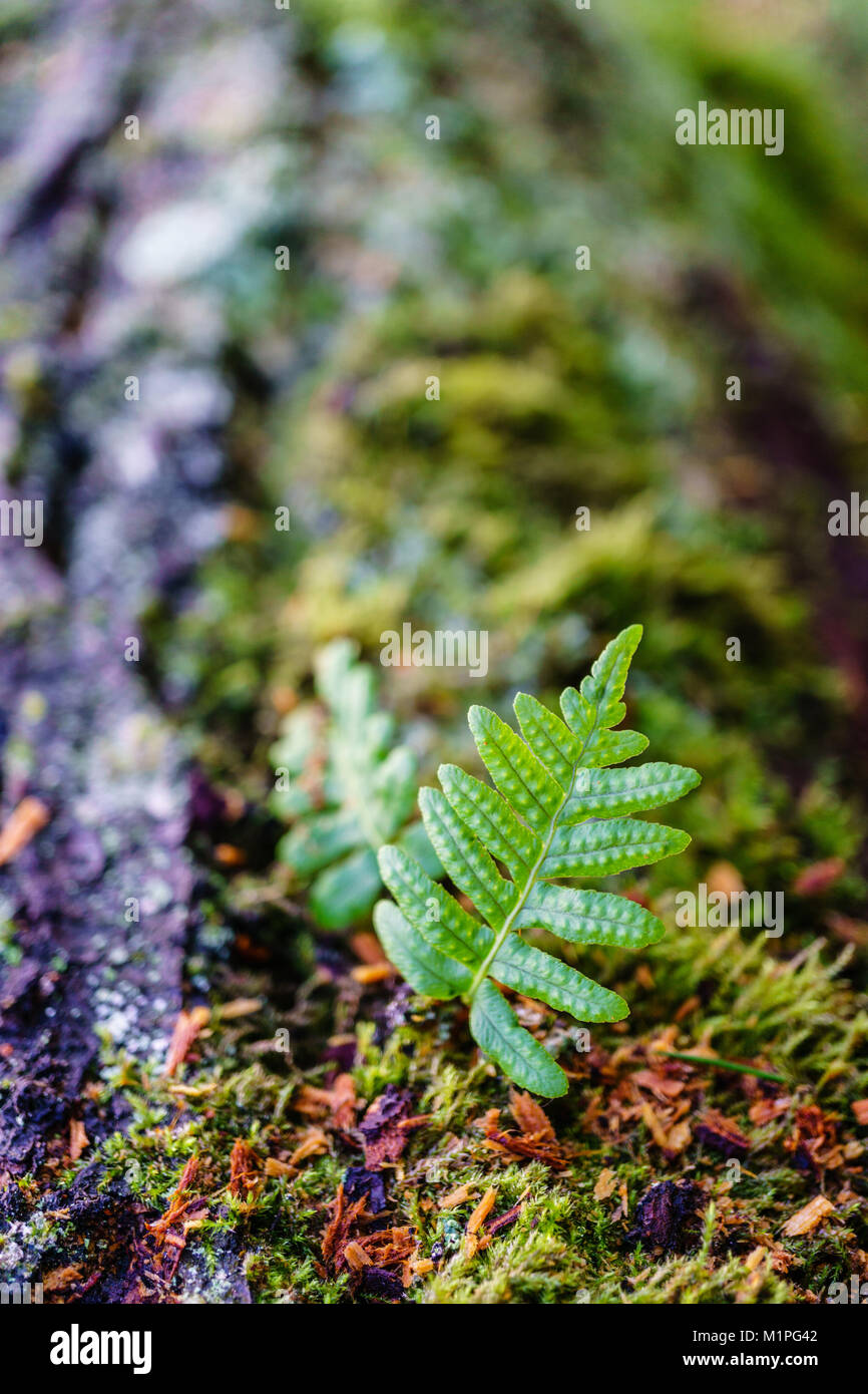 Fresh green sprout of fern on an old tree in the forest. Stock Photo