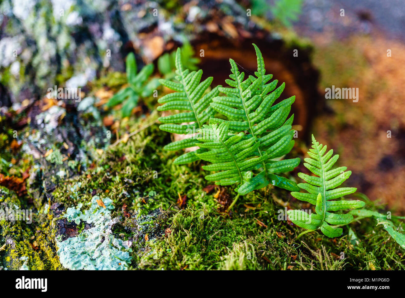 Fresh green sprout of fern on an old tree in the forest. Stock Photo