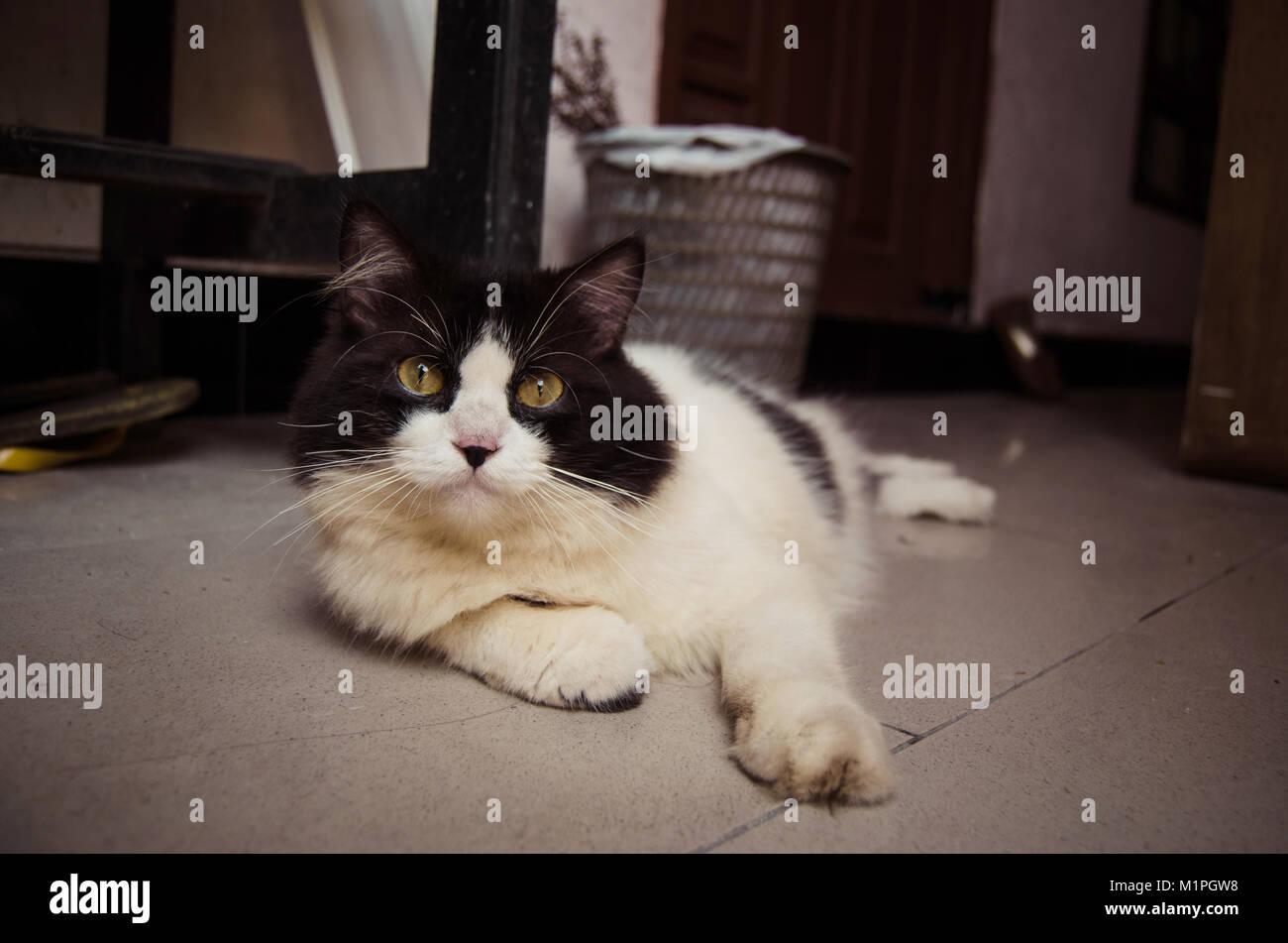 Cat in black and white relaxing on the ground Stock Photo - Alamy