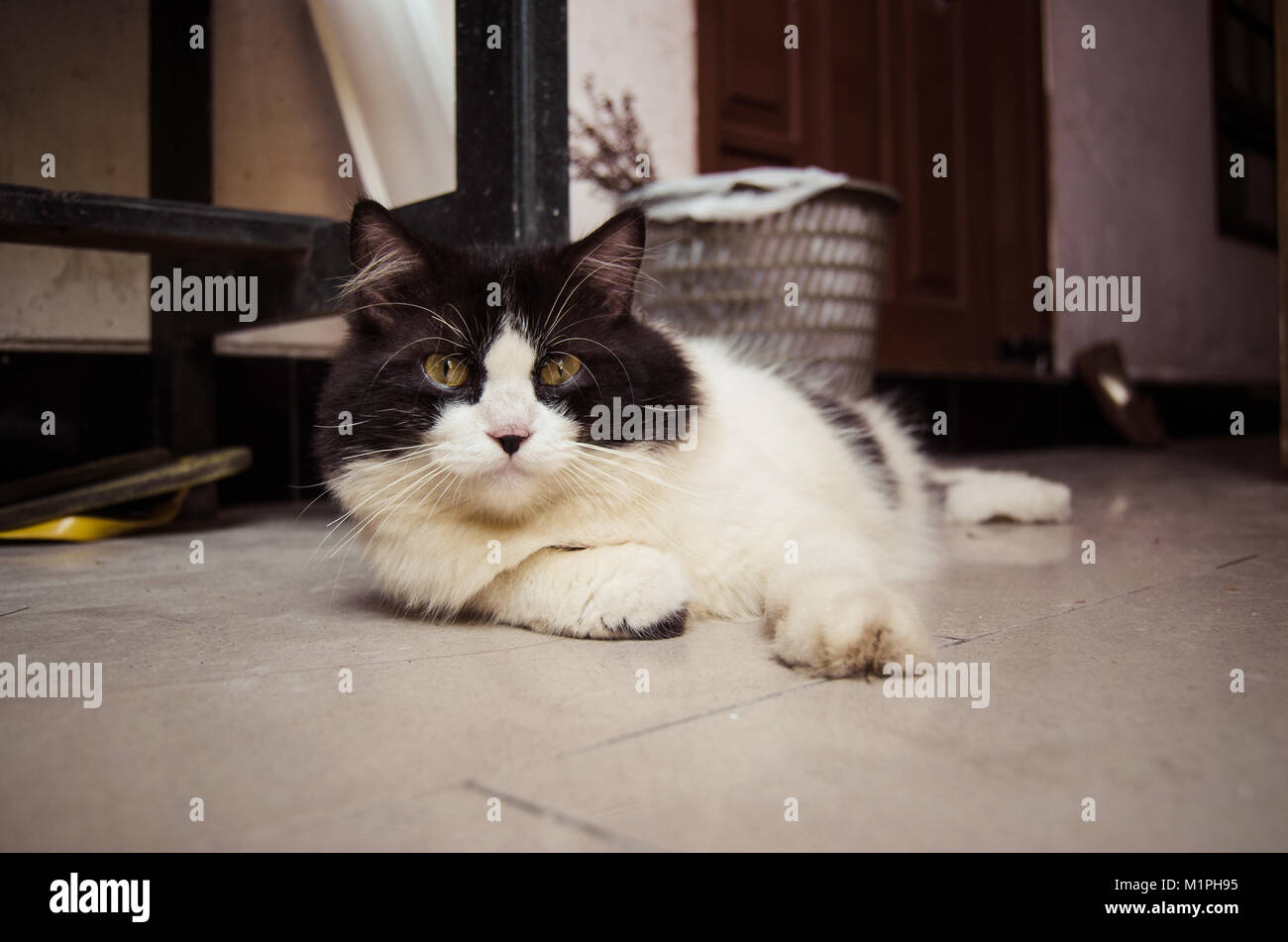 Cat in black and white relaxing on the ground Stock Photo - Alamy