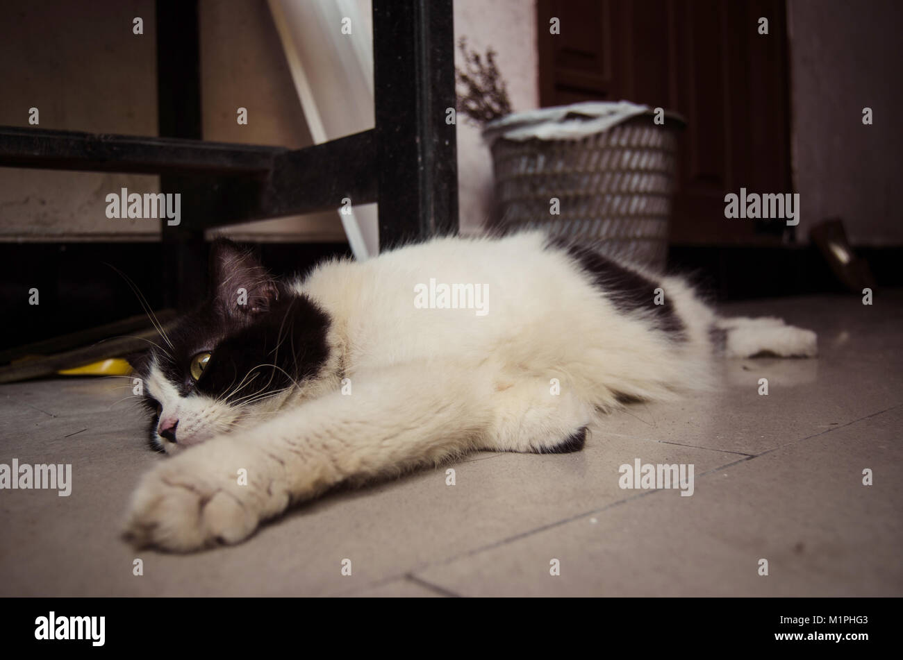 Cat in black and white relaxing on the ground Stock Photo - Alamy