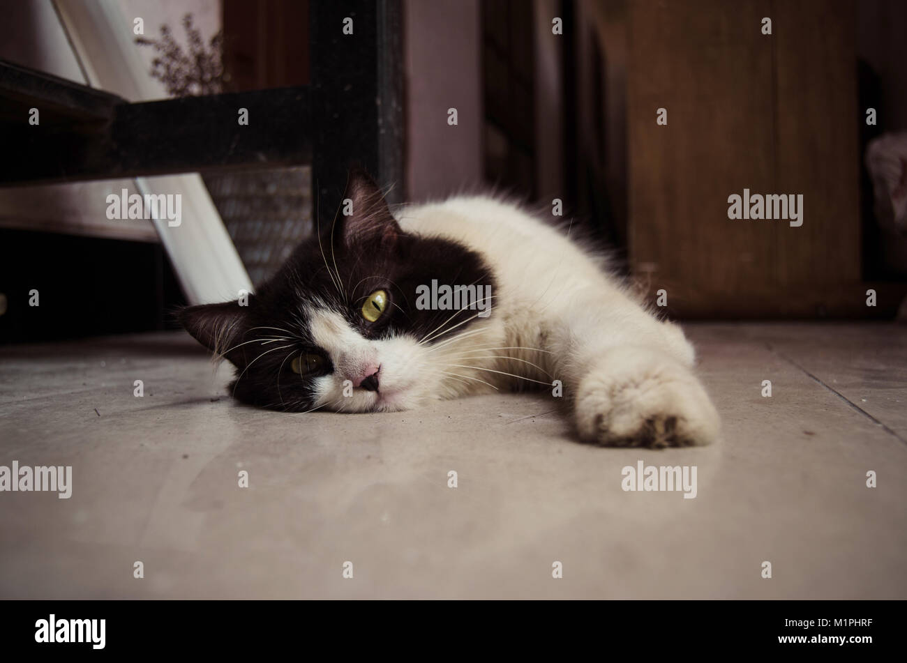 Cat in black and white relaxing on the ground Stock Photo - Alamy