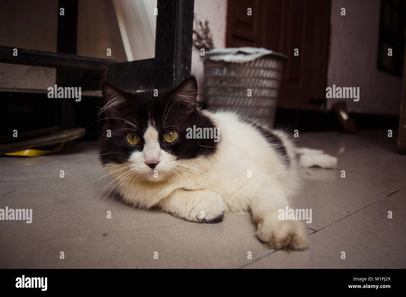 Cat in black and white relaxing on the ground Stock Photo - Alamy