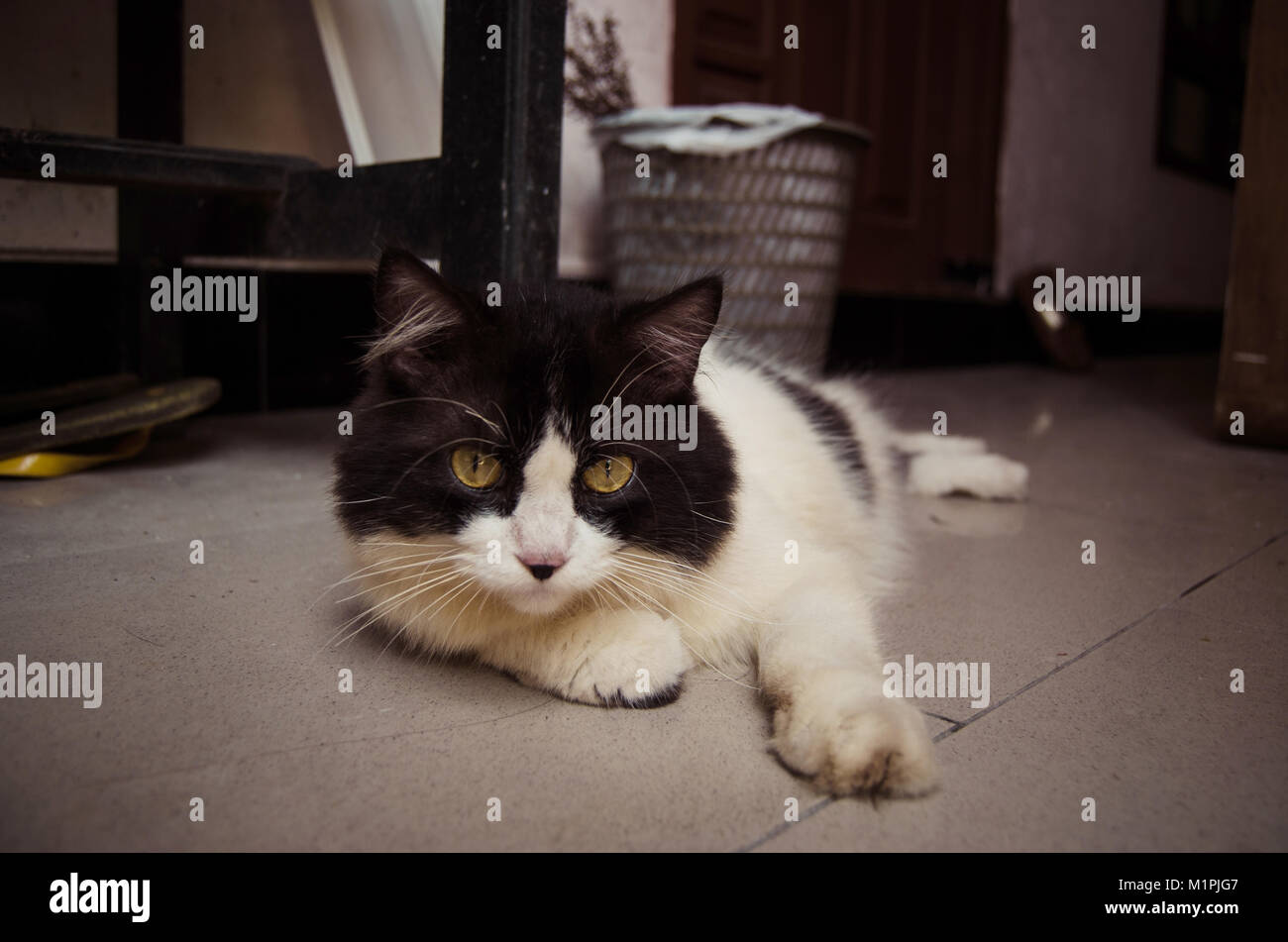 Cat in black and white relaxing on the ground Stock Photo - Alamy