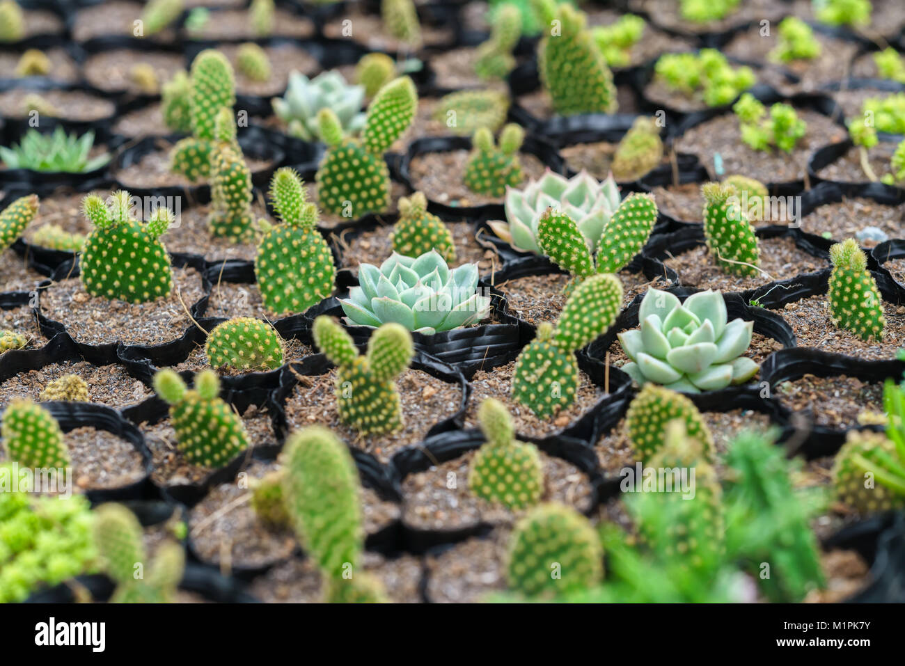 Cactus flower beds plant in the garden. This is resistant to extreme