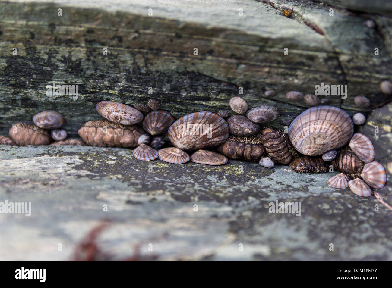 Japanese common chitons (Acanthopleura japonica) and other marine molluscs; Sadamisaki Peninsula, Shikoku, Japan Stock Photo