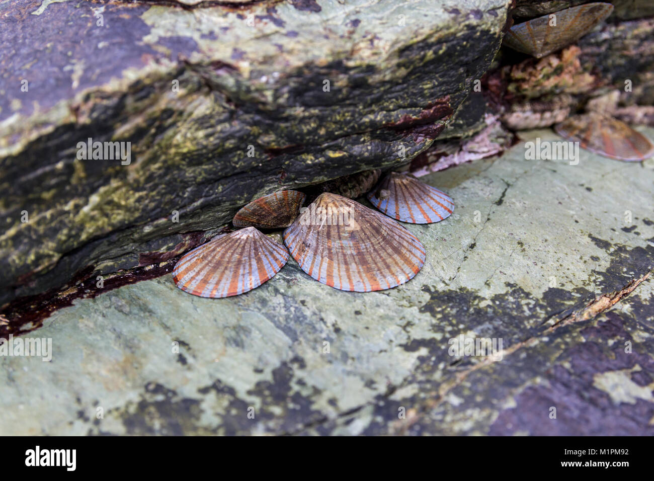 Marine molluscs; Sadamisaki Peninsula, Shikoku, Japan Stock Photo Alamy