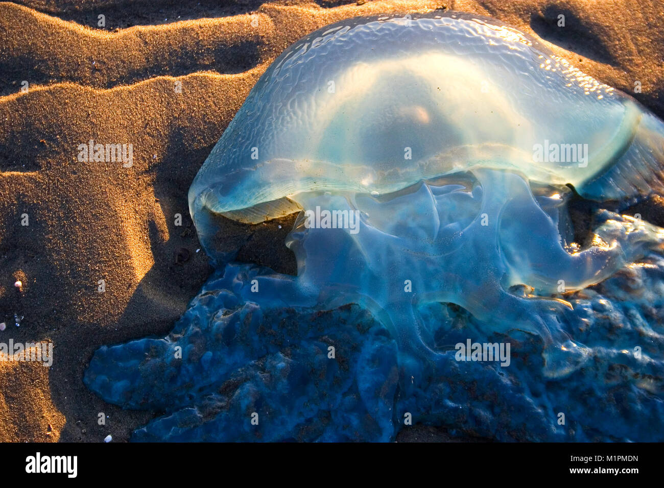 A dead box jelly fish that has been stranded on a beach with golden hour sunlight shining through its translucent bell dome. The sand is rippled with  Stock Photo