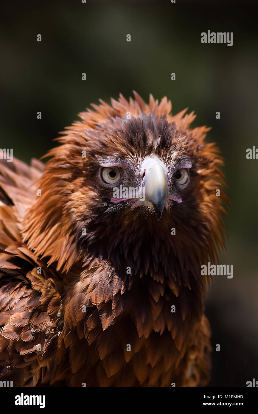 Many birds rouse when they feel totally comfortable. they shake their