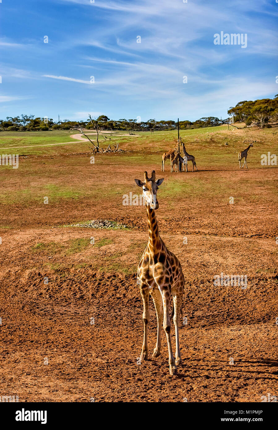 Small giraffe with other giraffes in the background Stock Photo