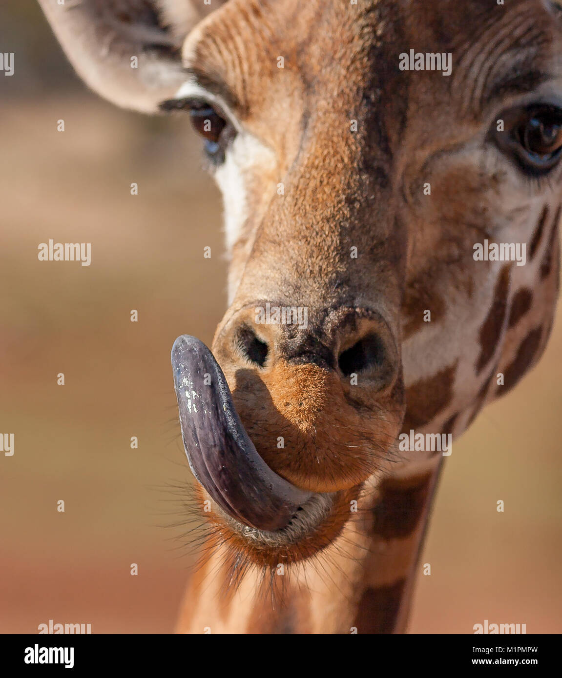 The blue tongue of the giraffe is thought to protect its tongue from sunburn. Stock Photo