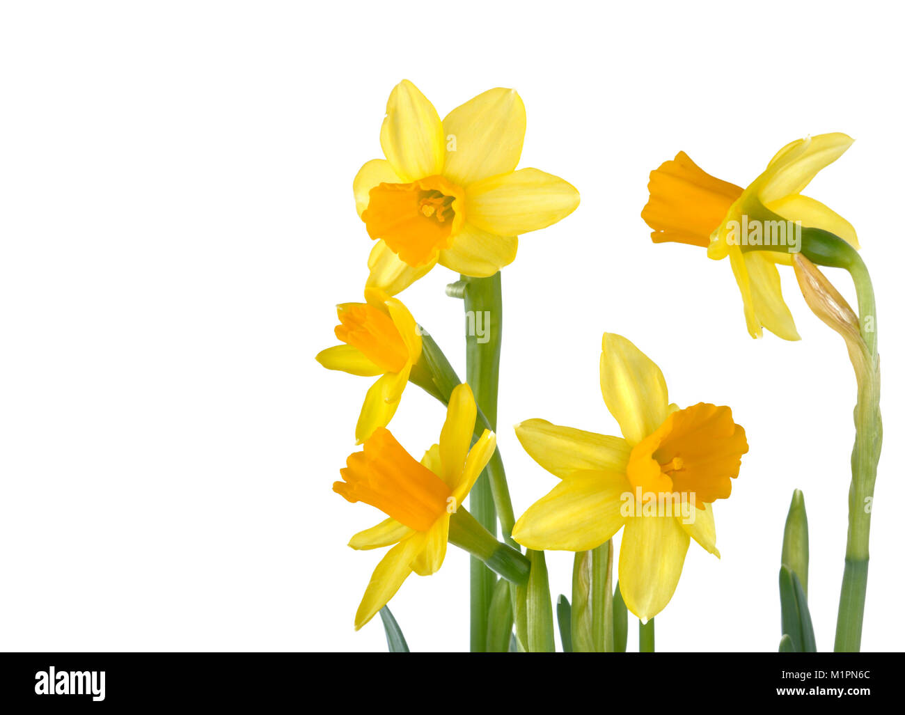 beautiful yellow daffodils isolated on white background Stock Photo - Alamy