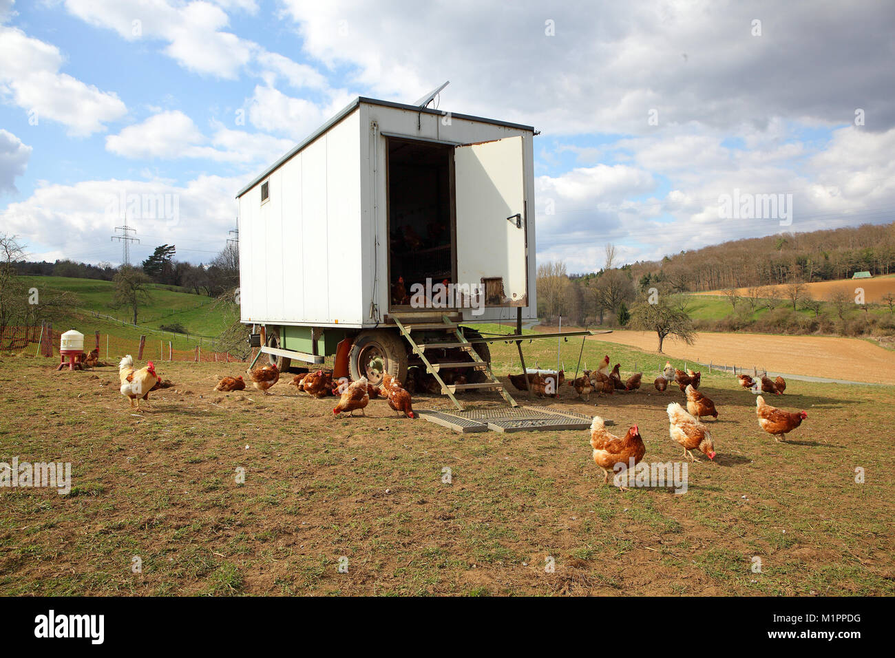 Chickens in free-range farming with discharge in a meadow. In the background is a mobile chicken house., Hühner in Freilandhaltung mit Auslauf auf ein Stock Photo