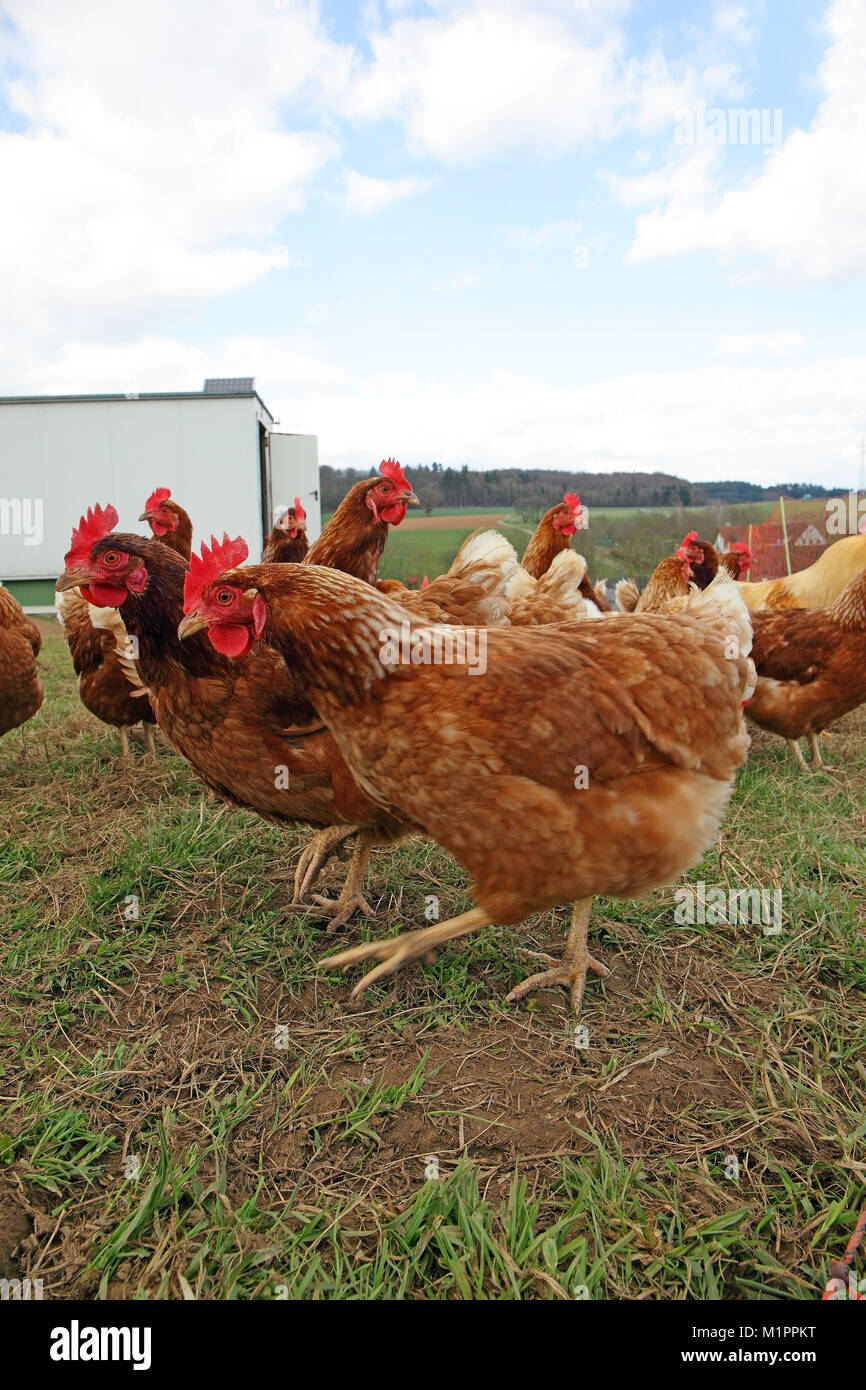 Chickens in free-range farming with discharge in a meadow. In the background is a mobile chicken house., Hühner in Freilandhaltung mit Auslauf auf ein Stock Photo