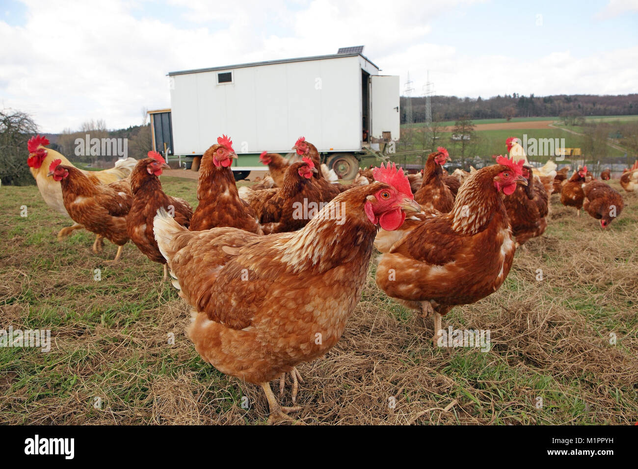 Chickens in free-range farming with discharge in a meadow. In the background is a mobile chicken house., Hühner in Freilandhaltung mit Auslauf auf ein Stock Photo