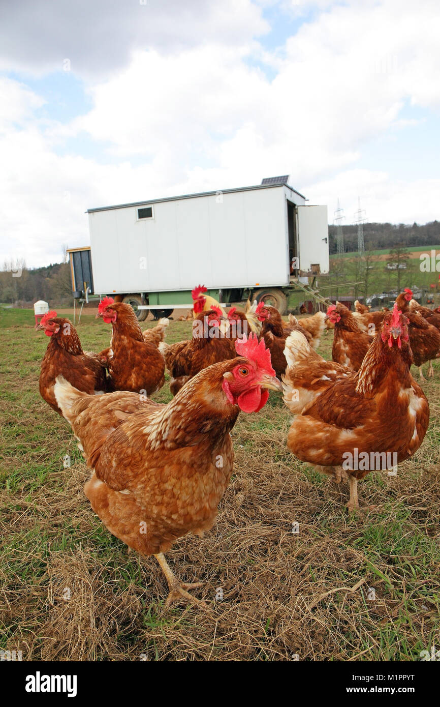 Chickens in free-range farming with discharge in a meadow. In the background is a mobile chicken house., Hühner in Freilandhaltung mit Auslauf auf ein Stock Photo